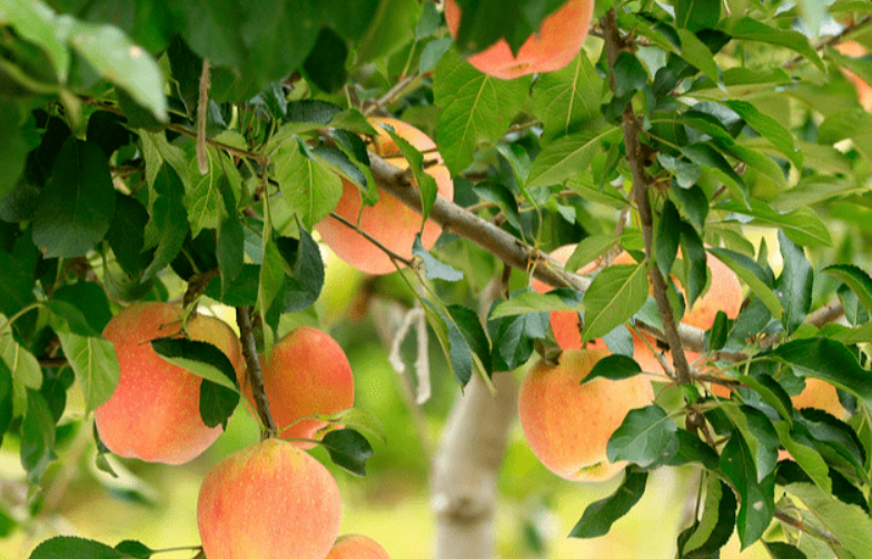 果树施肥最佳时间