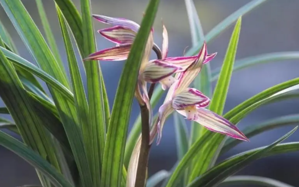 兰花怎样栽培最好