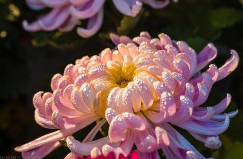 菊花施肥在什么季节