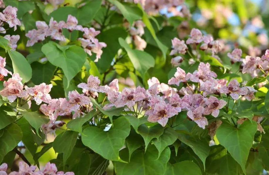 什么树可以种在院子里