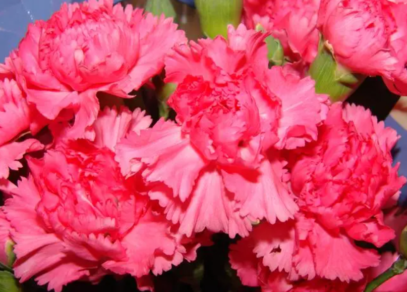 康乃馨花代表着什么意思