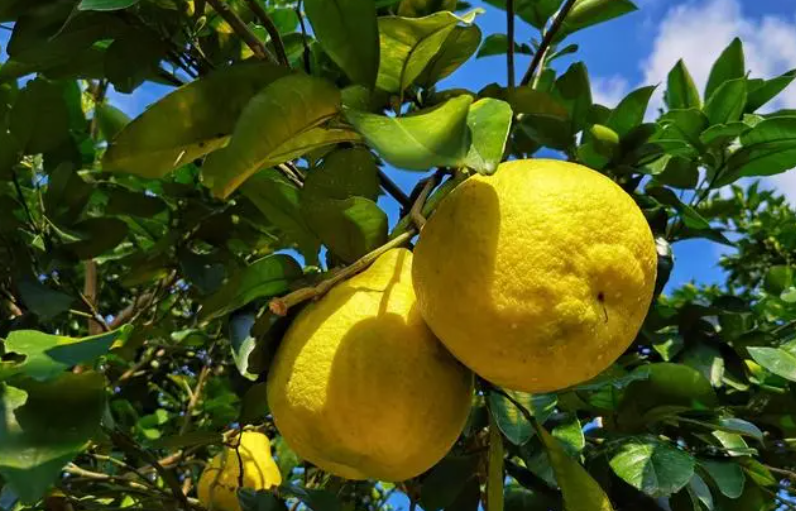 柚子树挂果后怎样修枝