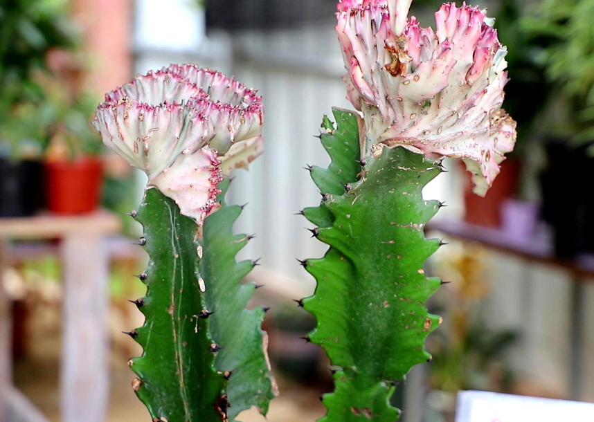 龙骨花换盆最佳时间