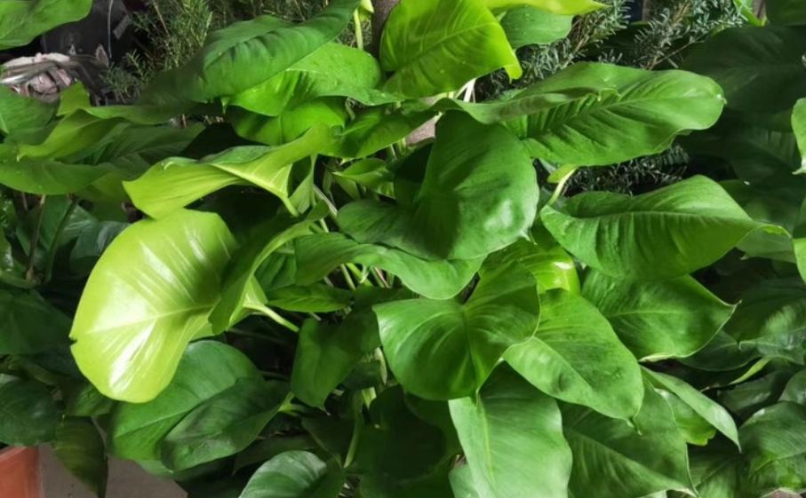 大叶绿萝已高过树桩怎么办