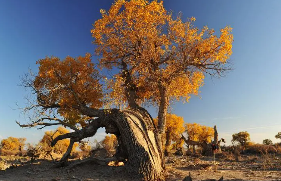 胡杨树适合种什么地区
