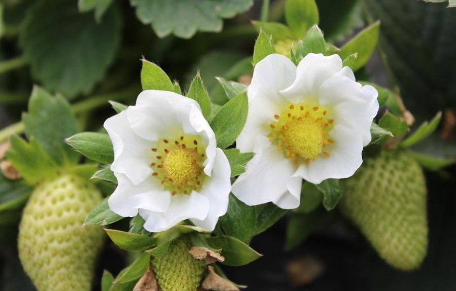 草莓花而不实怎么办