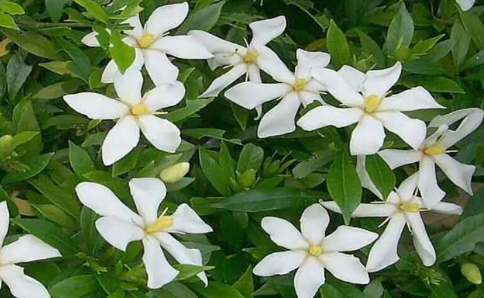 小叶栀子花开花后施什么肥