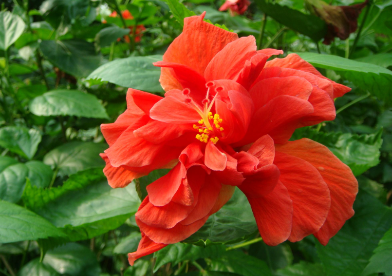 扶桑花种子种植教程