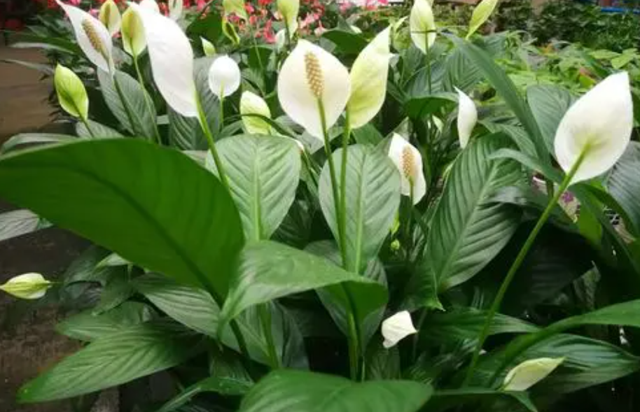 白鹤芋怎么养才能开花