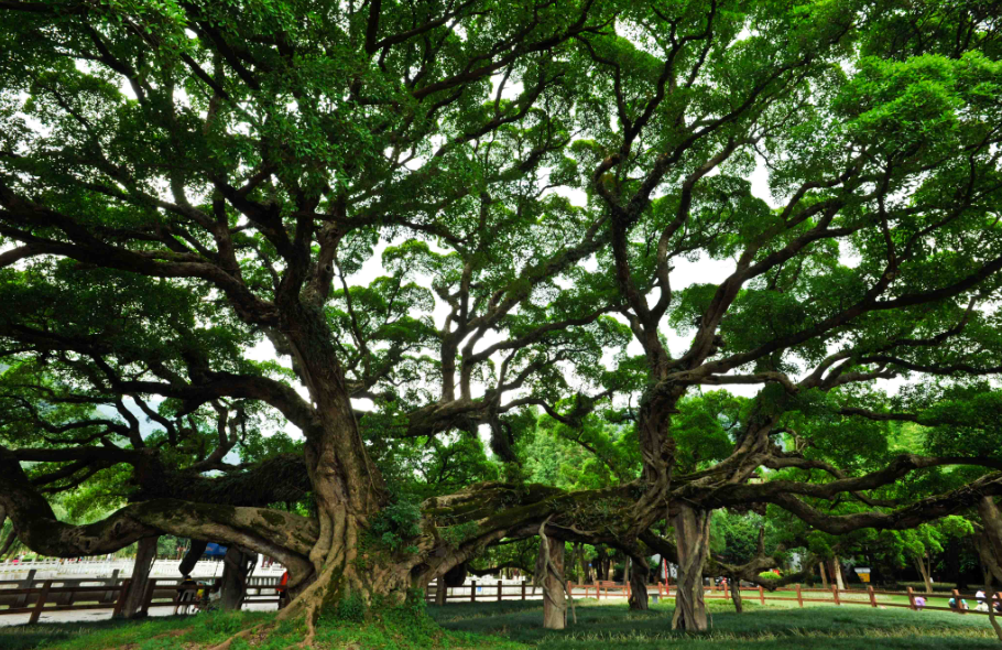 榕树几月份换盆好