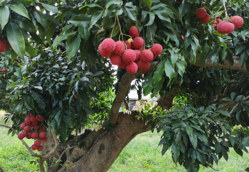 荔枝树促梢肥料有哪些