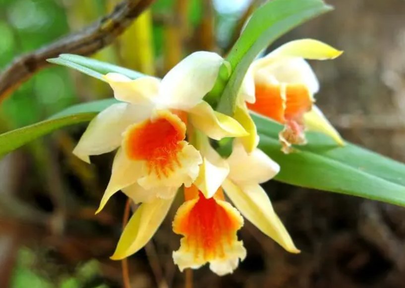 花期最长的石斛兰