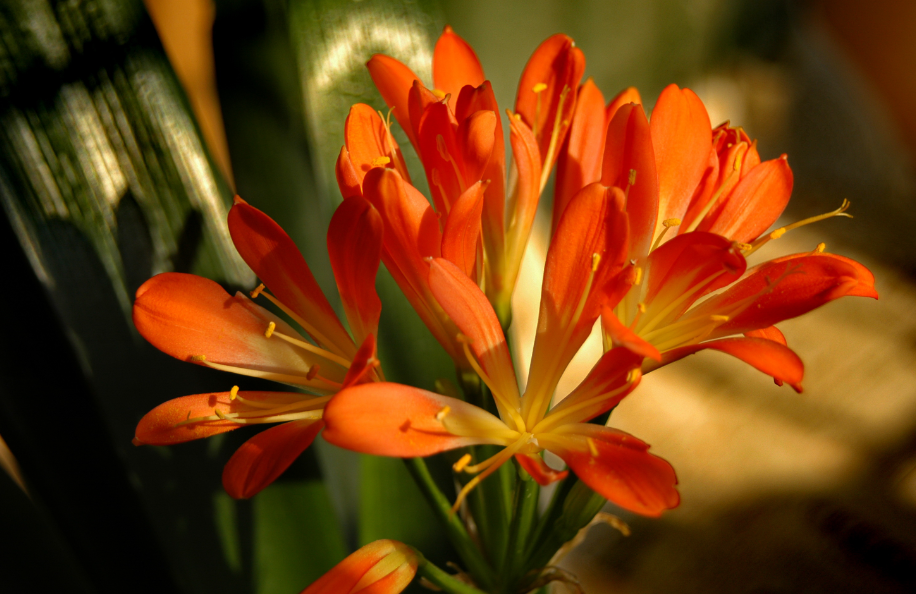 君子兰花换土注意事项