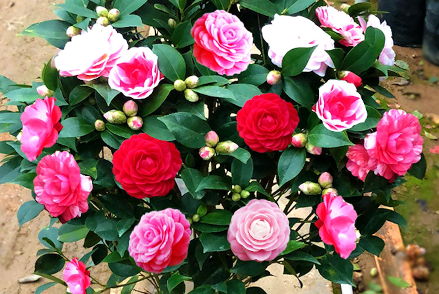 大门口放茶花寓意什么