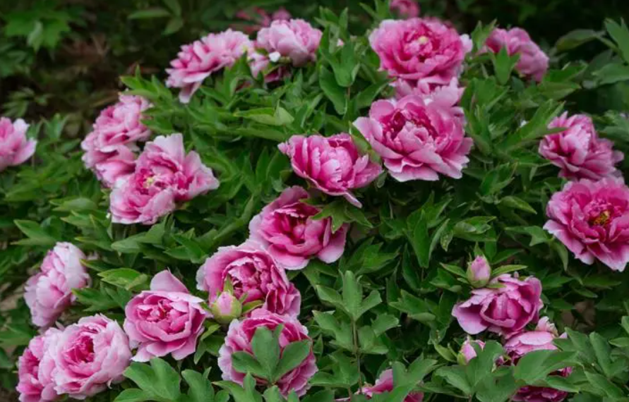 牡丹花的生长温度是多少