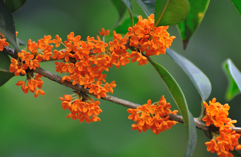 四季桂花施肥用什么肥料