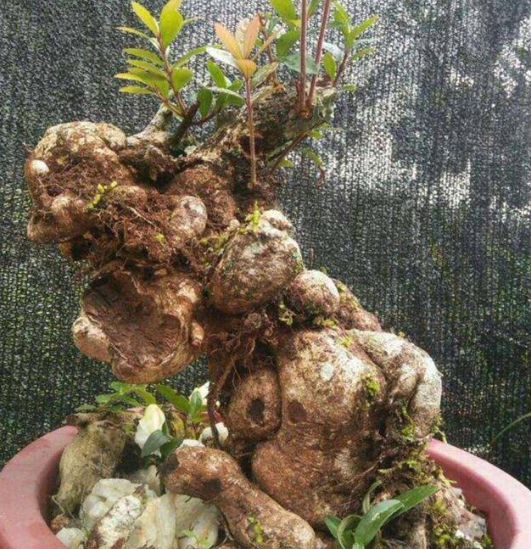 树萝卜是什么植物