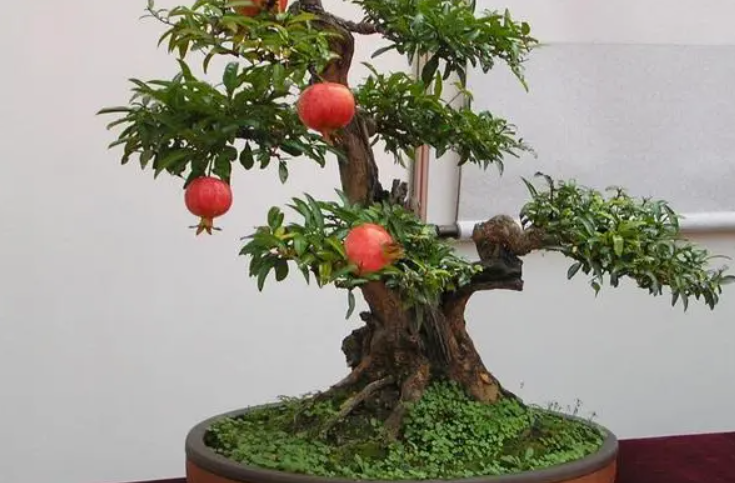 石榴树盆栽怎么剪枝