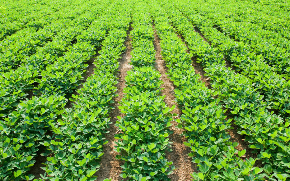 花生地撒尿素合适吗