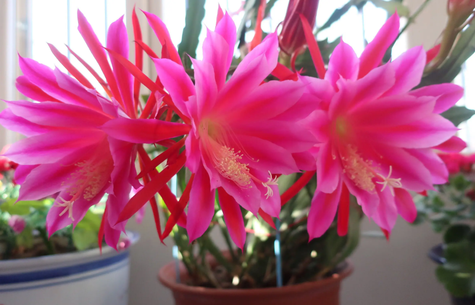 令箭荷花叶子发软发蔫怎么办