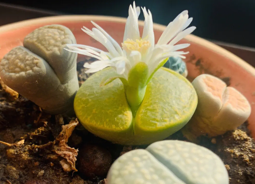 屁屁花长几厘米了开花