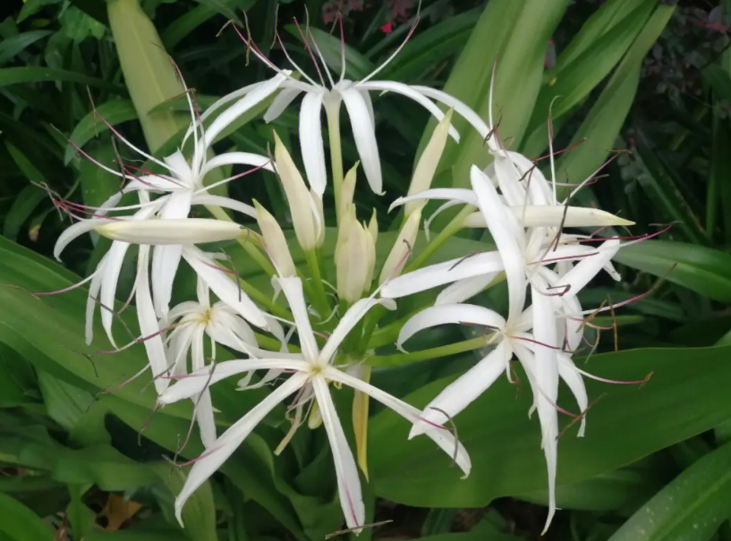 文殊兰开花风水讲究