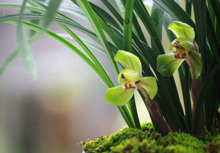 兰花适合什么样的盆子