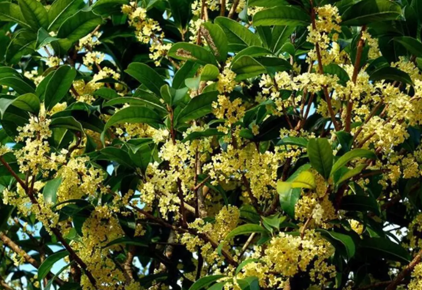 沉香桂花是什么品种