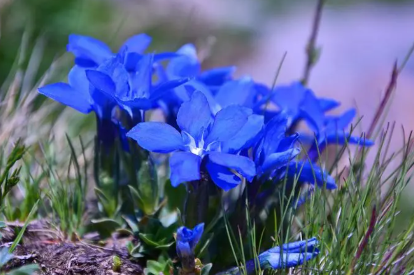 龙胆花喜阴还是喜阳