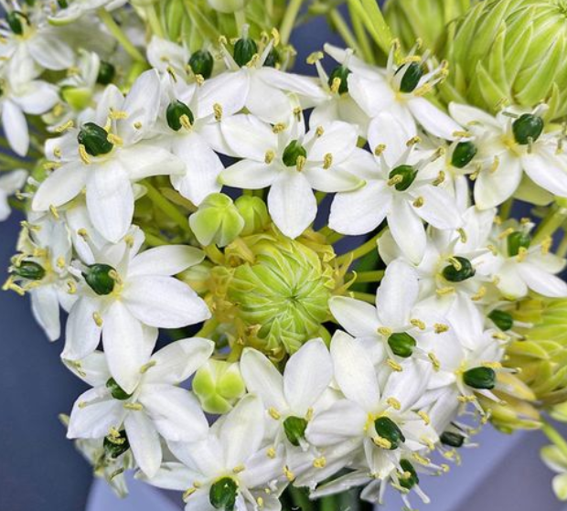 天鹅绒花开完花用全部剪掉吗