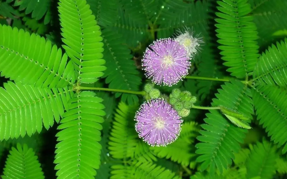 含羞草适合什么花盆