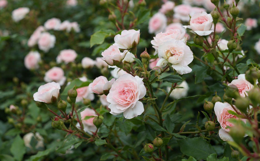 有三种树可以嫁接月季