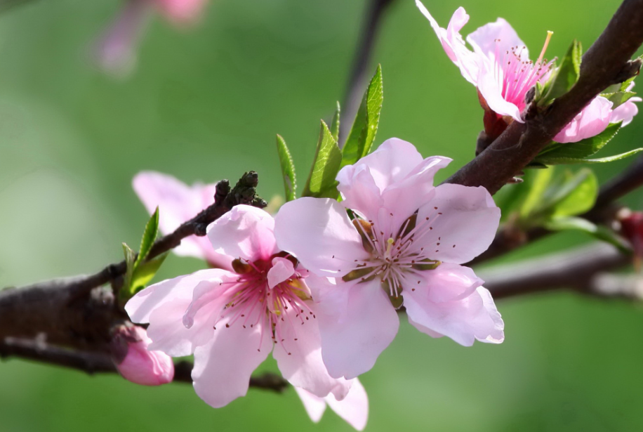 桃树整形修剪技术要点