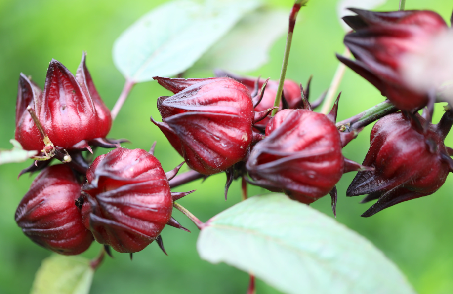 洛神花种子哪里有卖