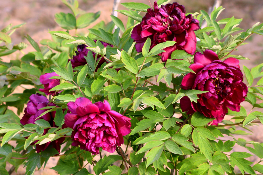 牡丹花扦插水培方法