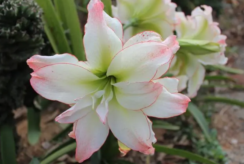 朱顶红花期施肥吗