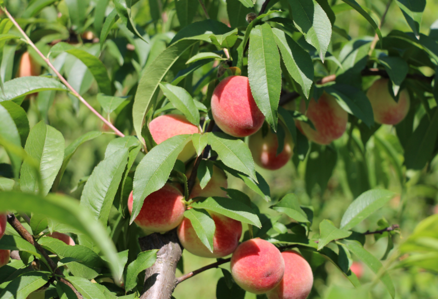 桃树树干钻心虫成虫长什么什么样子