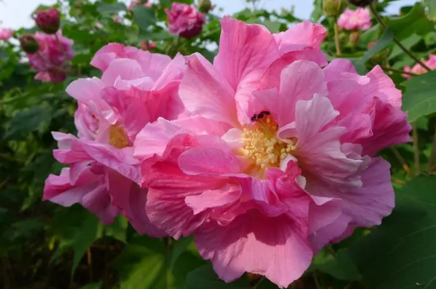 芙蓉花能不能晒太阳