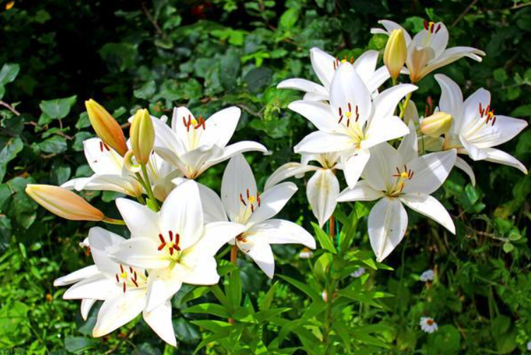 百合花单瓣好看还是重瓣好看