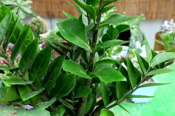 摇钱树可以水养吗