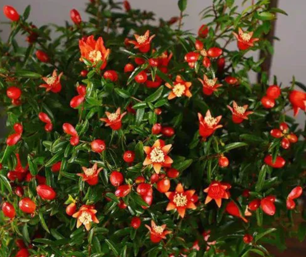 盆栽的石榴花能不能天天浇水