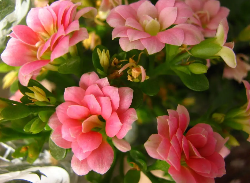 长寿花开花期可以施肥换土吗