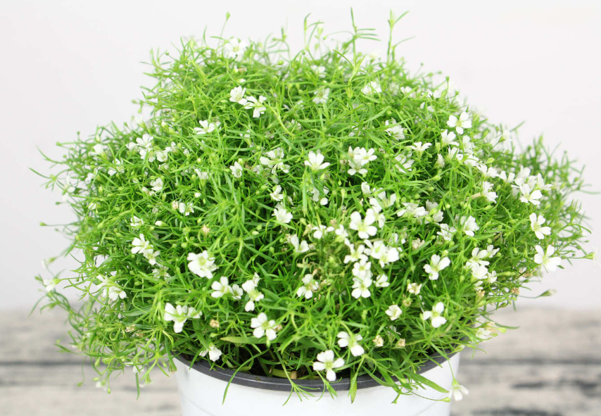 满天星花对人体有毒吗