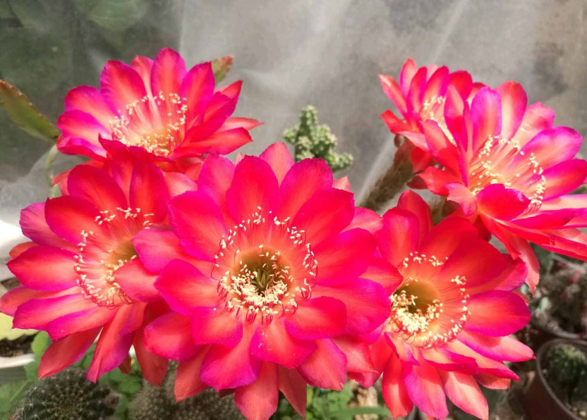 仙人球开粉花是什么兆头