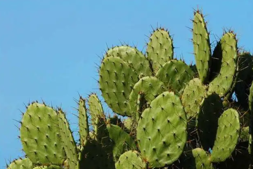 仙人掌会开花吗为什么