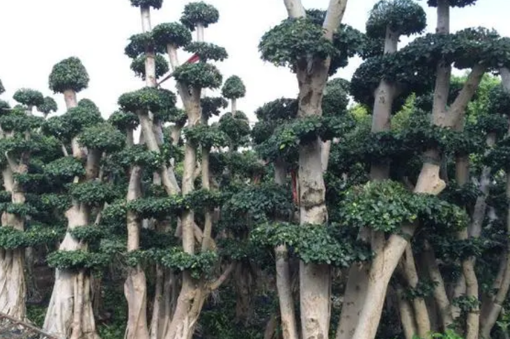 金钱榕树掉叶子怎么办