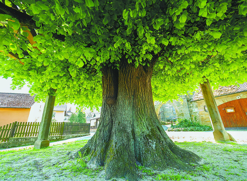 菩提树什么时候结果子