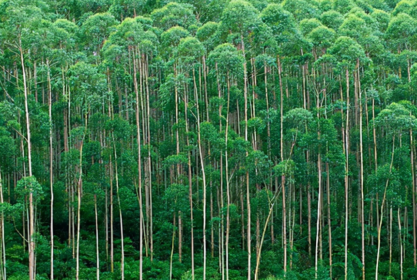 适合在安徽种植的桉树