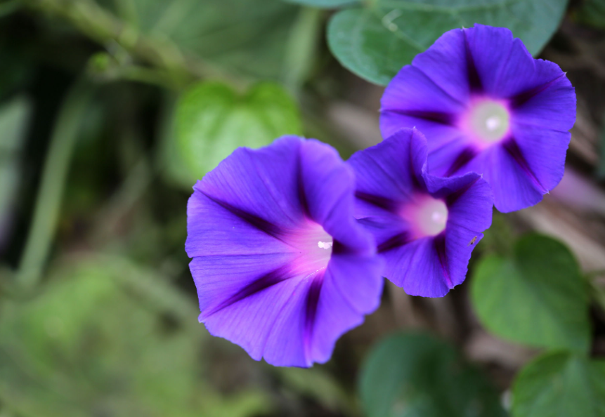 喇叭花只开一天吗