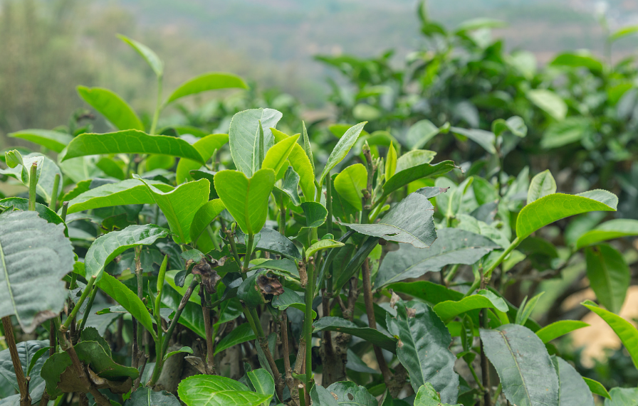 茶树生长环境要求